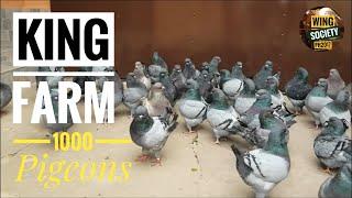 KING PIGEONS - Farm in Romania