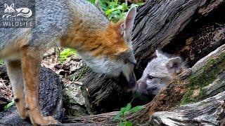 Gray fox family  Part 3 - Dolly gets her ears chewed again