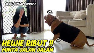 PARAH  HEWIE PITBULL RIBUT MINTA JALAN JALAN # HEWIE PITBULL