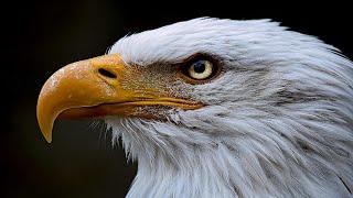 Adler - Der Raubvogel In Der Luft  Dokumentation