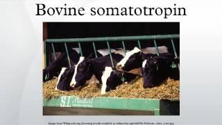 Bovine somatotropin