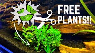 3 Easy Aquatic Plants To Trim And Replant  Great BEGINNER Propagation
