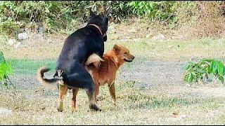 Amazing black dogs meeting on the grass