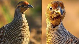 12 min Female teetar ki Awaz Partridge sounds Francolin voice #teetar #partridge #sounds #voice