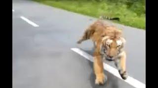 Motorcyclists flee from tiger chasing them in wildlife sanctuary in Kerala India I ABC7