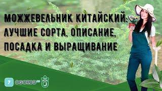 Можжевельник китайский лучшие сорта описание посадка и выращивание