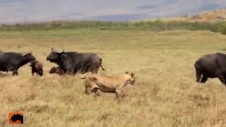 Lions Attack Buffalo -  Lion Kills Baby Buffalo Calf -  Animal Attacks