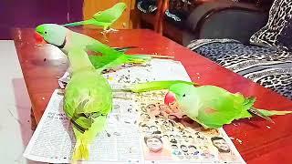 Pawri ho ri hai Seeds And Vegetable Party #parrot #party #youtubevideo