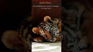 Beda Mata Harimau Dengan Kucing #faktaunik #harimau #kucing