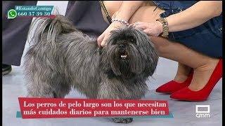 Perros de pelo largo