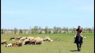 Enver Talibov and his Big Farm