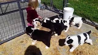 Alabai puppies for sale in California USA.