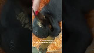  Puppy SAVED from Tick Infestation CLICK THE LINK IN MY DESCRIPTION TO FIND HER FULL VIDEO#viral