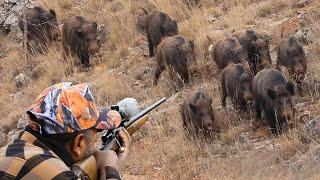 Wild Boar INVASION Incredible Hunting Shots and Unbelievable Action #hunting #hog