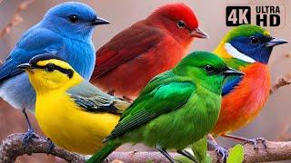 ENCHANTING NIGHTINGALE CHIRPS  RELAXING NATURE SOUNDS  BEAUTIFUL BIRD SONGS  STRESS RELIEF  4K