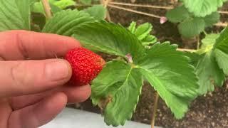 We are slowly creating our food forest here in Japan.