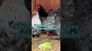 Silverudds Blå chickens eggs chicks rooster plumage colors #silveruddsblå #chickens #chickenfarm