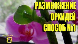 Размножение орхидей фаленопсис. Способ №1начало. Орхидеи видео.