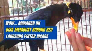 5 MAKANAN BURUNG BEO AGAR CEPAT BICARA