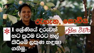 # ujitha champika#sinhala#grade12## lesson# 1. පළමු වරට හල් කිරීමේ ලකුණ හදුනා ගනිමු  1 ශ්‍රේණිය 