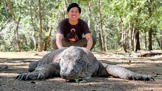 コモド島で遂に野生のコモドオオトカゲと遭遇しました！