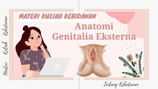 Kebidanan Anatomi Genitalia Eksterna  Organ Reproduksi Wanita  Midwifery
