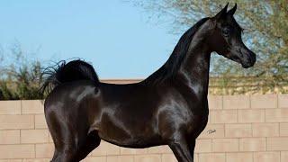 Arabian horse videos compilation  #3  ️ 2021. Try not to watch it till the end