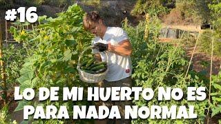 Lo de mi huerto no es para nada normal #16  #huerto #lluvia #tomato