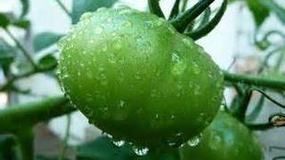 Signs of Too Much RainWater with Tomato Plants