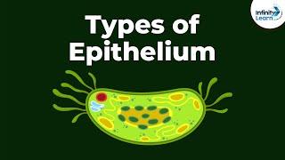 Types of Epithelial Tissue  Animal Tissues  Infinity Learn