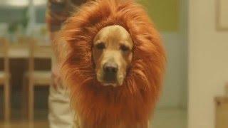 Amazon Prime Lion Dog Commercial Japan