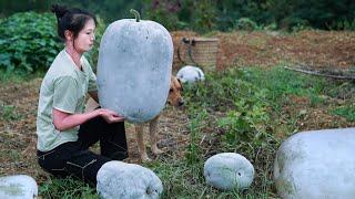 Have You Seen Huge Winter Melon Like This?