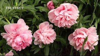 Planter et entretenir une pivoine herbacée en pot ou au jardin - Truffaut