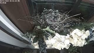 House Finch Time Lapse - Nesting Hatching Chicks Leaving the Nest