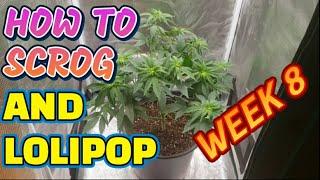 2x2 Grow Tent #spiderfarmer SF-1000 Wedding Crasher Grow Series Seed to Harvest Guide to Growing