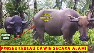 proses perkawinan kerbau secara alami ketika di masa birahi