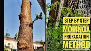 How to grow Moringa tree from Cuttings