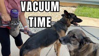 German Shepherd Shedding - Vacuuming our German Shepherds