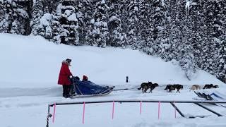 Dog Sledding @ Banff Alberta Canada  Kingmik Dog Sled