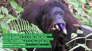 Neue Inselbewohnerin Yuyun  BOS  orangutan.de