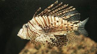 Amazing Lionfish Facts   Everything About Lion fish