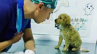 Even the bravest dogs get cold paws at the vet Funny Pet Video