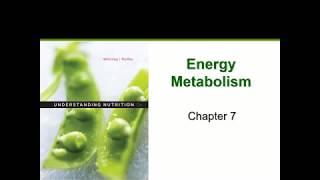 Metabolism Chapter 7