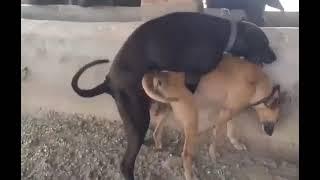 dog mating