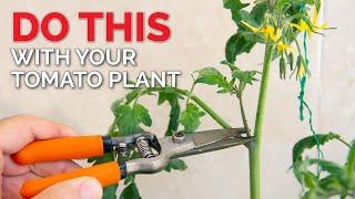 How to Prune Tomatoes to Get MORE FRUIT  Tomato Plant Care Guide