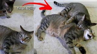 The Bully Cat  Mother Cat Bullying around the house CatsLifePH