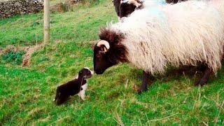 Mans Best Workmate - Border Collie puppies  Big Week on the Farm  RTÉ One