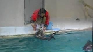 鳥羽水族館海獺跳高餵食秀  Japan Toba Aquarium Sea Otter Feeding Time
