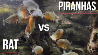 PIRANHAS vs RAT First encounter Warning Graphic content