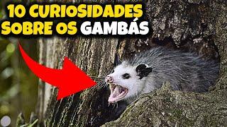 10 CURIOSIDADES SOBRE OS GAMBÁS